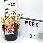 Abelia grandifl. Magic Daydream 40-60 cm 3,0L