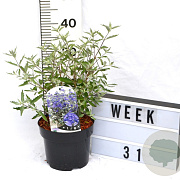 Caryopteris cland. Sterling Silver 40-60 cm 3,0L