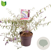 Buddleja d. 'Nanho Blue' 50 cm 10L