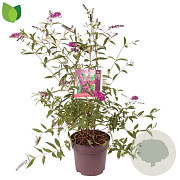 Buddleja d. 'Royal Red' 50 cm 10L