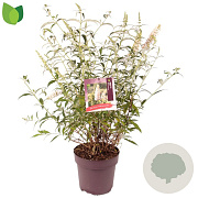 Buddleja d. 'White Profusion' 50 cm 10L