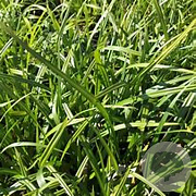 Carex fol. `Irish Green` GM P9