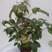 Cornus k. 'China Girl' 60-80 cm 5,0L