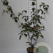 Cornus k. 'Wieting's Select' 60-80 cm 5,0L
