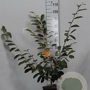 Hamamelis int. 'Arnold Promise' 60-80 cm 5,0L