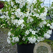 Weigela 'Bristol Snowflake' 80-100 cm 5,0L