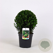 Buxus sempervirens 25 cm 3,0L bol