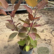 Cotinus 'Grace' GM C3