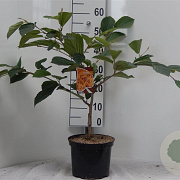 Hamamelis int. 'Aphrodite' 60-80 cm 5,0L
