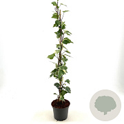 Hedera alg. 'Gloire de Marengo' 60-80 cm 2,0L