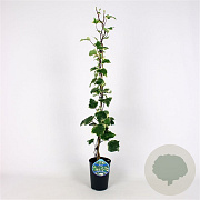 Hedera alg. 'Gloire de Marengo' 80-100 cm 2,5L