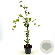 Hedera colchica 'Dentata Variegata' 60-80 cm 2,0L