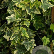 Hedera hel. 'Golden Kolibri' 60-80 cm 2,0L