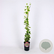 Hedera hel. 'Golden Kolibri' 80-100 cm 2,5L