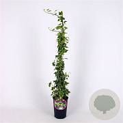 Hedera hel. 'Goldchild' 80-100 cm 2,5L