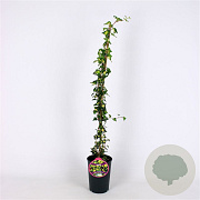 Hedera hel. 'Goldheart' 80-100 cm 2,5L