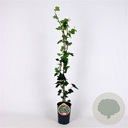 Hedera hibernica 80-100 cm 2,5L