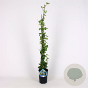 Hedera hel. 'Kolibri' 80-100 cm 2,5L