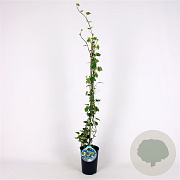 Hedera hel. 'Margin. Elegantissima' 80-100 cm 2,5L