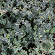 Hedera hel. 'Plattensee' 60-80 cm 2,0L