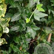 Hedera hel. 'Shamrock' 60-80 cm 2,0L
