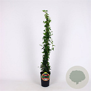 Hedera hel. 'Shamrock' 80-100 cm 2,5L