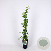 Hedera hel. 'Yellow Ripple' 80-100 cm 2,5L