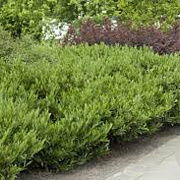 Prunus l. 'Polster' 25-30 cm 3,5L