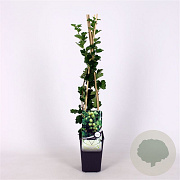 Ribes uva-crispa Hinnonmäki White 70 cm 2,0L
