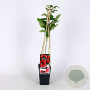 Rubus log. Loganberry 70 cm 2,0L