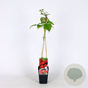 Rubus idaeus 'Malling Promise' 70 cm 2,0L