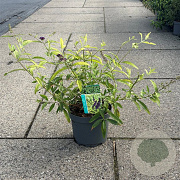 Buddleja davidii 'Magda's Gold Knight' 30-40 cm 3,5L