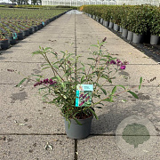 Buddleja d. 'Royal Red' 30-40 cm 3,5L