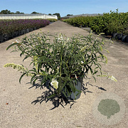 Buddleja d. 'White Profusion' 30-40 cm 6,5L