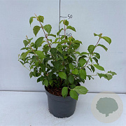 Cornus sang. 'Midwinter Fire' 40-50 cm 35L