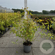 Cornus sang. 'Midwinter Fire' 60-80 cm cont. 65L