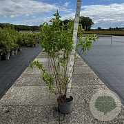 Forsythia int. 'Spectabilis' 100-125 cm 10L