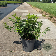 Forsythia int. 'Spectabilis' 50-60 cm 6,5L