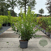 Forsythia int. 'Spectabilis' 80-100 cm 10L