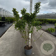 Forsythia int. Week-End 100-125 cm 10L