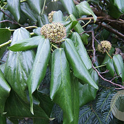 Hedera colchica 60-80 cm 2,0L