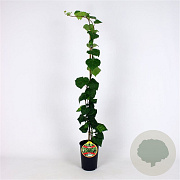 Hedera colchica 80-100 cm 2,5L