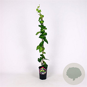 Hedera colchica 'Sulphur Heart' 80-100 cm 2,5L
