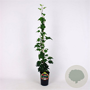 Hedera hel. 'Green Ripple' 80-100 cm 2,5L