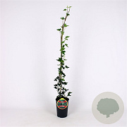 Hedera hel. 'Ivalace' 80-100 cm 2,5L