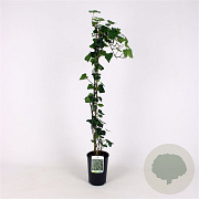 Hedera hel. 'Thorndale' 80-100 cm 2,5L