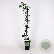 Hedera hel. 'Woerner' 80-100 cm 2,5L