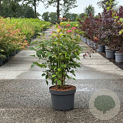 Hydrangea a. 'Pink Percussion' 60-80 cm 10L