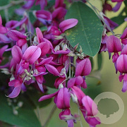 Lespedeza bicolor 60-80 cm 5,0L