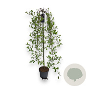Salix caprea 'Kilmarnock' 150-175 cm 7,5L